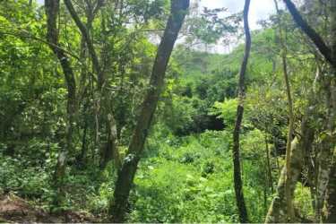 Tropical forested area with hills and sunlight filtering through trees perfect for eco-farming in Panama.