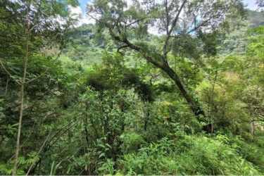 Mountainous natural forest landscape in Panama Oeste ideal for projects or eco-tourism.