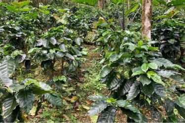 Mountain Coffee Farm 4.7Ha Altos del María in Sora | Casa Nova Realty - View 5