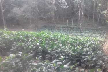 Mountain Coffee Farm 4.7Ha Altos del María in Sora | Casa Nova Realty - View 3