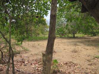 Large clear land plot for farming or livestock in Cocle Panama