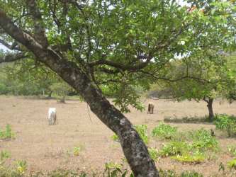 Large Flat 10 Hectare Land Near Panamerican Cocle