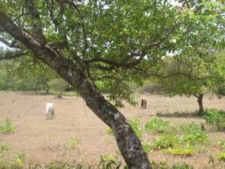 Land for Sale in Anton - 0 bedrooms