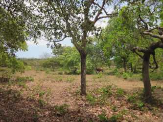 Panoramic view of flat agricultural land with rural surroundings