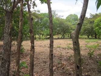 Wooded area with natural vegetation in El Chiru Cocle Panama