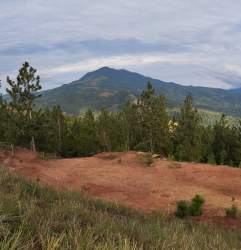 Mountain landscape with pine trees and red soil plot in Santa Fe Veraguas Panama
