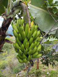Banana plants with young fruit in lush mountain surrounding Santa Fe Veraguas