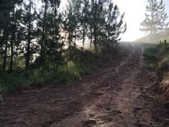 Rustic dirt trail leading uphill beside forested land in Santa Fe Panama
