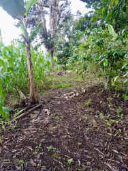 Agricultural field with banana trees, dirt path and mountain backdrop Monte Lirio Panama