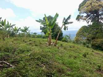 Hilly property with banana trees and mountain views in Renacimiento Chiriqui Panama