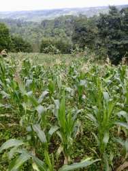 Hilly land parcel planted with bananas and trees in Monte Lirio Renacimiento Panama