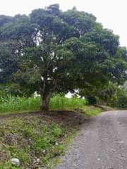 Land for Sale in Monte Lirio - 0 bedrooms