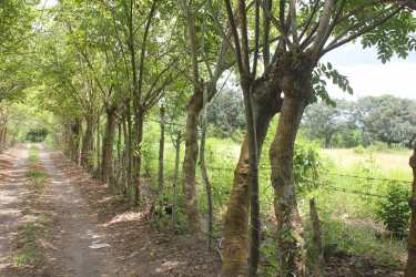 Wide open grassy land with tree border ideal for crops and cattle in Alanje Panama