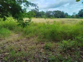 Open natural grassy field with surrounding trees under blue sky in Chiriquí Province Panama