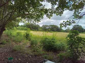 Open field with tall grasses and border trees for agriculture or development in Chiriquí