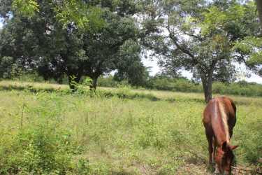 Horse grazing in open pasture ideal for equestrian ranch or cattle farm Alanje Panama