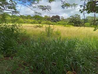 Natural open pasture bordered by trees under a blue sky in El Tejar Alanje Chiriquí Panama