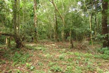 Mountain View Land for Sale Potrerillos Arriba Chiriquí