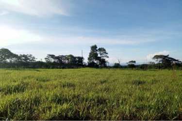 Large open landscape with tree line views Potrerillos Arriba Panama