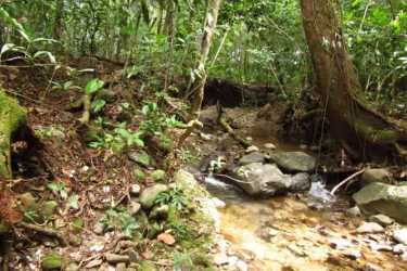 Lush forested creek scene rural lot for sale Potrerillos Arriba Panama