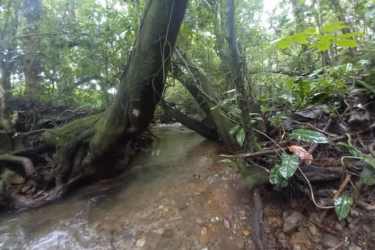 Wooded nature setting with creek flowing in Potrerillos Arriba Chiriquí