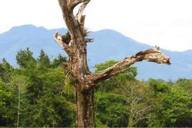 Grassy mountain land with lush border forest overlooking volcano Potrerillos Arriba Panama
