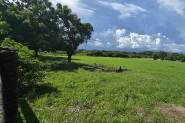 Land parcel with mature trees suitable for commercial use close to Coronado beach