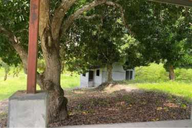 Open space with dense tropical trees perfect for residential villas Panama