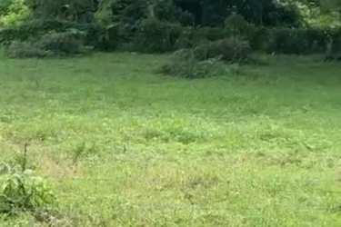 Open green plot with surrounding tall trees ideal for coastal home in Guanico Abajo, Panama