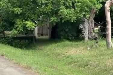 Partially hidden small outbuilding amid dense foliage on large Guanico Abajo lot near the Pacific beach