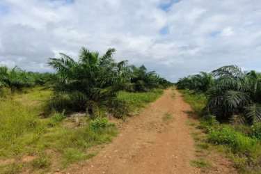 Portion of farmland with palm trees and dirt path under blue sky in San Lorenzo, Chiriquí