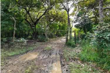 Dirt road crossing wooded farmland area with tree canopy Chiriquí Panama