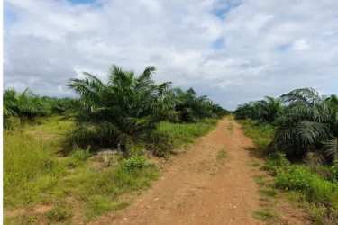 Young oil palm trees planted on farmland under partly cloudy sky