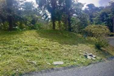 Grassy slope terrain covered with trees along paved access road in Altos del María Panama