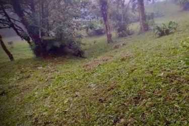 Grassy area with natural trees and sloping terrain in Altos del María
