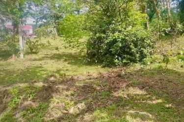 Cleared grassy plot with dense bushes and natural forest Altos del María Panama