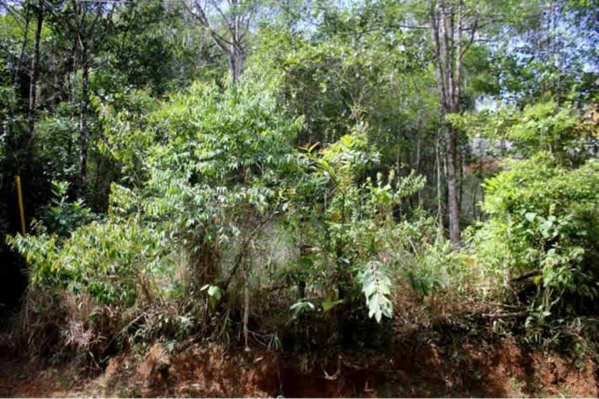 Dense forested land with mature trees and thick green undergrowth Cerro Azul Panama.