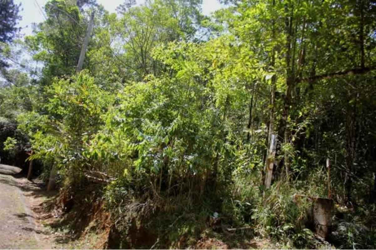 Undeveloped plot covered in dense vegetation and trees with dirt road in Cerro Azul Panama.