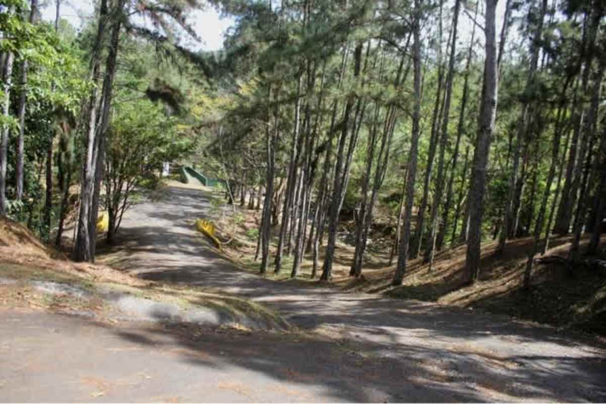 Paved forested road with dense pine trees at Altos de Cerro Azul mountain community Panama.