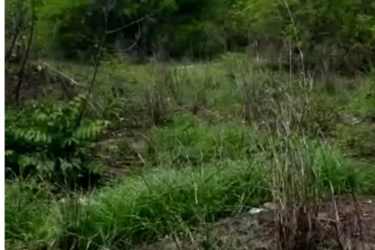 Dense greenery and uncultivated lot Punta Chame Peninsula Panama