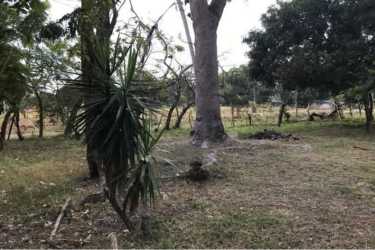 Flat open lot with mature trees close to Gorgona Beach Panama