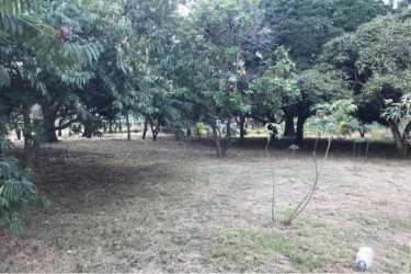 Gorgona Panama land for sale with mature trees near beach