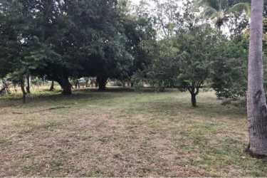 Spacious shaded vacant land plot in Gorgona Chame Panama