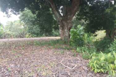 Panoramic of undeveloped flat vacant land with surrounding trees and gravel soil Vista Alegre Arraiján Panama Oeste