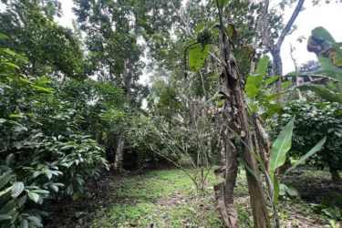 Vacant lot near Lake Gatún with lush greenery Nuevo Vigía Colón Panama
