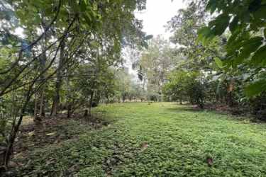 Wooded property Nuevo Vigía with natural vegetation and mature trees in Colón Panama