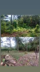 Vacant wooded land lot Boquete Panama surrounded by mature trees