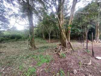 Partially cleared fertile lot with mixed vegetation in Palmira Boquete Panama