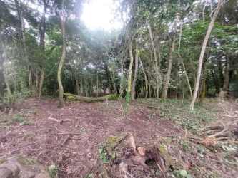 Dense forested lot rural area Valle de Antón Panama nature landscape