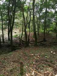 Wooded mountain lot dense trees nature surroundings Valle de Antón Panama